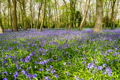 Bluebell Season