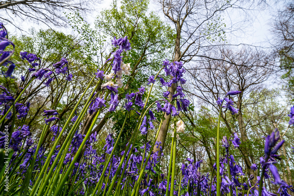 Bluebell Season