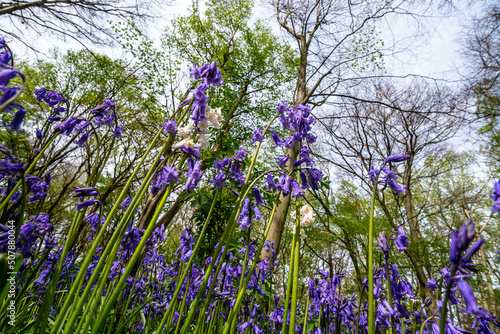 Obraz na płótnie Bluebell Season w salonie