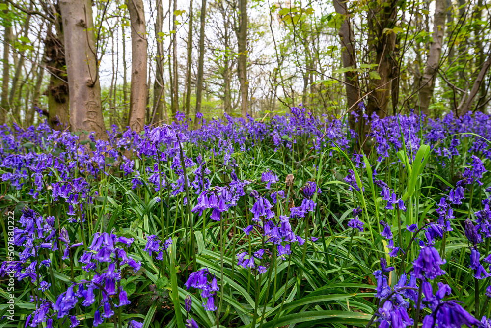 Bluebell Season