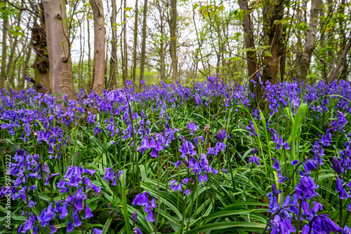 Obraz na płótnie Bluebell Season w salonie
