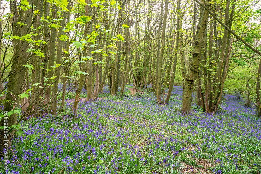 Bluebell Season
