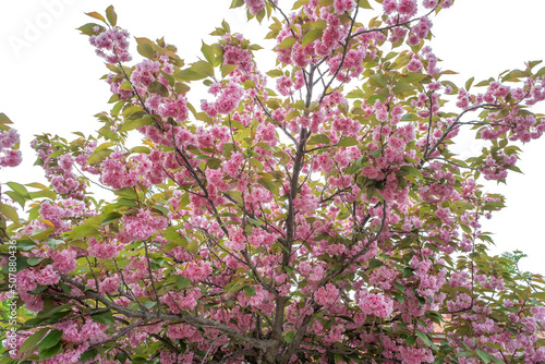 Pink cherry blossoms, prunus serrulata photo