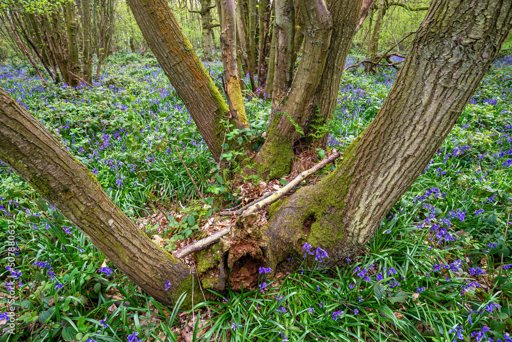 Bluebell Season