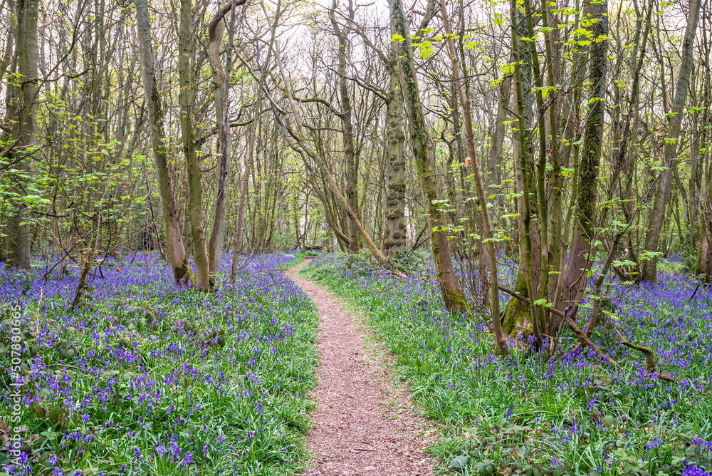 Bluebell Season