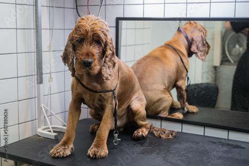 brown labrador dog sit on the table behind the mirror and waits in turn for a haircut