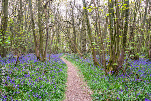 Obraz na płótnie Bluebell Season w salonie