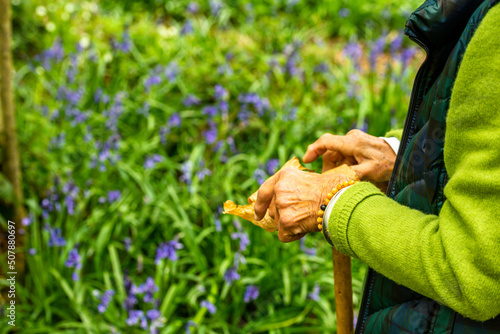 Bluebell Season