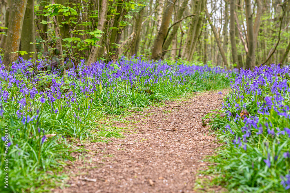 Bluebell Season