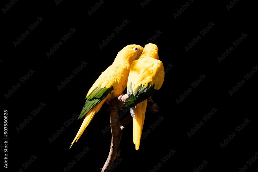 Fototapeta premium Exotic yellow brazilian parrot in forest.