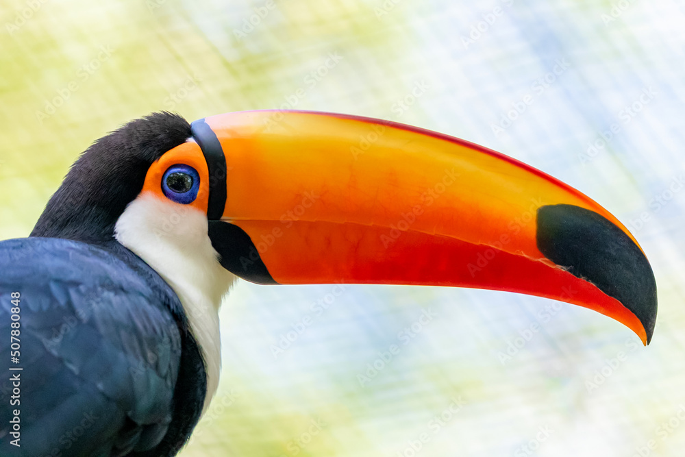 Fototapeta premium Toucan on the branch in tropical forest in Brazil