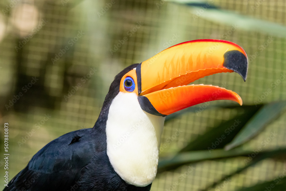 Toucan on the branch in tropical forest in Brazil Toucan on the branch in tropical forest in Brazil