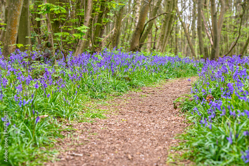 Obraz na płótnie Bluebell Season w salonie