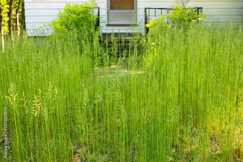 Slika na platnu An extremely Overgrown grass lawn in front of a home or cottage in need of trimm