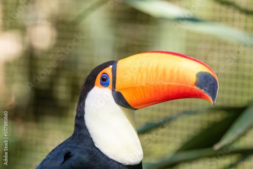 Toucan on the branch in tropical forest in Brazil © Roger