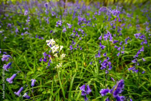 Bluebell Season