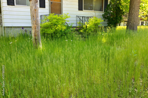Canvas-taulu An extremely Overgrown grass lawn in front of a home or cottage in need of trimm