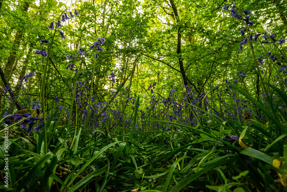 Fototapeta premium Bluebell Season