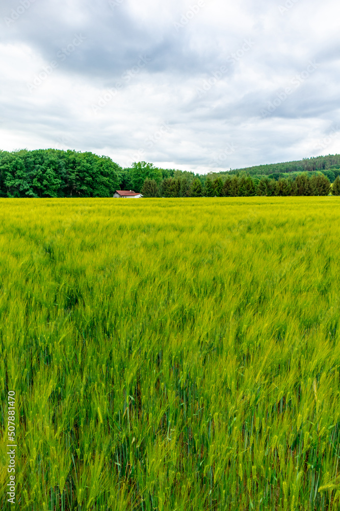 Fototapeta premium Sommerspaziergang durch die Feldlandschaft bei Bad Liebenstein - Thüringen - Deutschland 