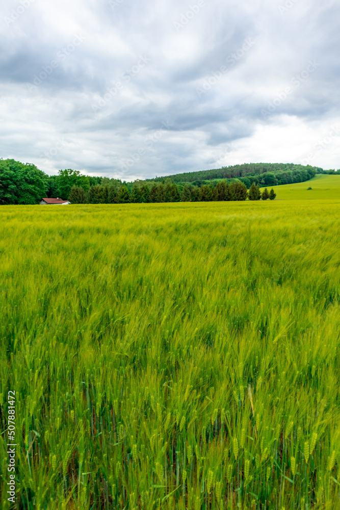 Fototapeta premium Sommerspaziergang durch die Feldlandschaft bei Bad Liebenstein - Thüringen - Deutschland 
