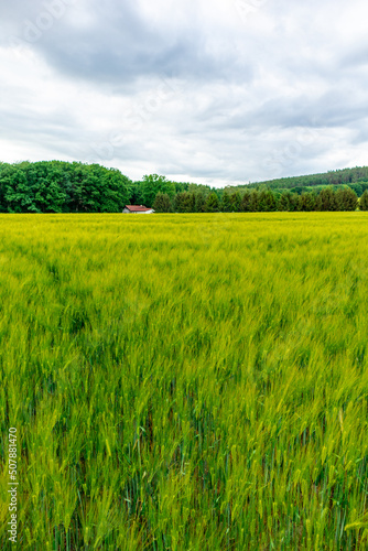 Sommerspaziergang durch die Feldlandschaft bei Bad Liebenstein - Th  ringen - Deutschland 