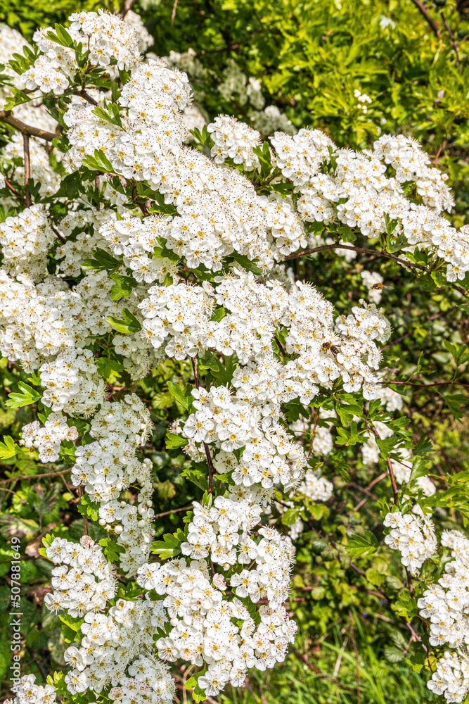 May blossom or hawthorn (Crataegus monogyna) in spring on the Cotswold scarp at Queens Wood below Cleeve Cloud, Southam, Gloucestershire, England UK