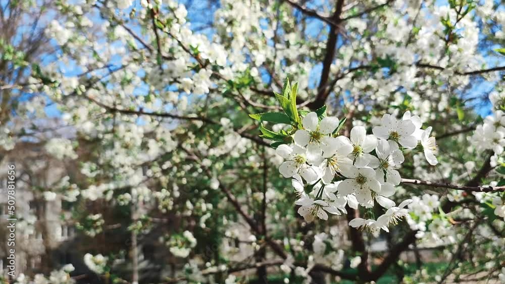 White blooming cherry flowers and buds on branch with green leaves close-up.Lots of white flowers in sunlight spring sunny day. Beautiful natural background from cherry blossom tree. Vintage old style White blooming cherry flowers and buds on branch with green leaves close-up.Lots of white flowers in sunlight spring sunny day. Beautiful natural background from cherry blossom tree. Vintage old style