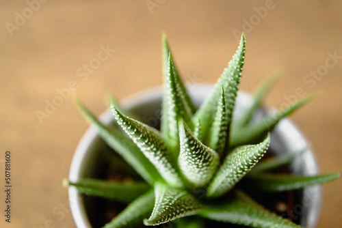 aloe vera plant