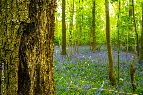 Bluebell Season