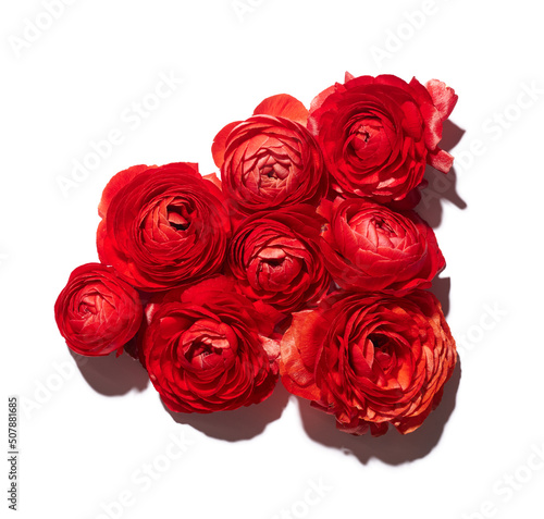 Red ranunculus flowers isolated on white background