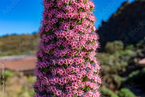 The flower cone of the rare plant tajinaste rojo is pink in color with many small flowers. The middle part of an echium wildpretii plant close up. Botanical garden in the caldera of the Teide volcano. photo