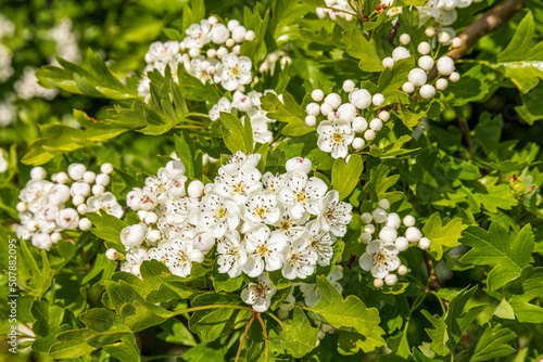 May blossom or hawthorn (Crataegus monogyna) in spring on the Cotswold scarp at Queens Wood below Cleeve Cloud, Southam, Gloucestershire, England UK photo