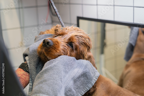 groomer dries wool to brown labrador dog on table in grooming