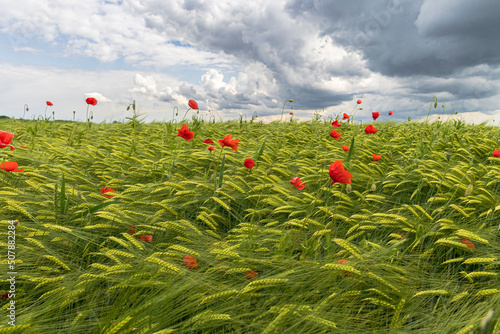 red poppy blossoms on an unripe grain field under a cloudy sky with thunderstorm atmosphere