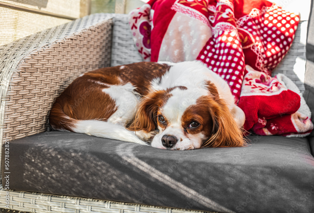 a cavalier king charles lying on an armchair. a dog resting on an armchair