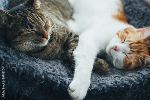 Fototapeta Naklejka Na Ścianę i Meble -  Portrait of a gray and red cat sleeping hugging on the bed