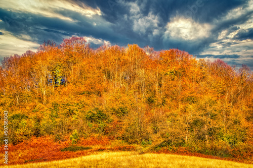 Landscape overview over forest during autumn day. 