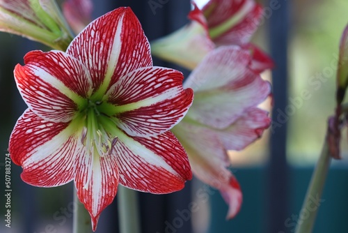 Closeup of a Hippeastrum Correiense. It is a flowering perennial herbaceous bulbous plant, in the family Amaryllidaceae. Commonly referred to as an Amaryllis. Photo was taken in South Africa.  photo