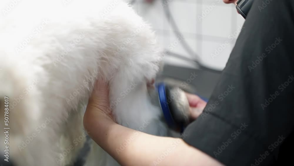 girl combing a white maltese dog in a dog salon girl combing a white maltese dog in a dog salon