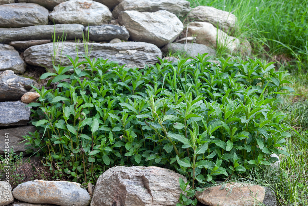 Wild green mint growing in a garden, in contrast to the brick wall behind it. Wild green mint growing in a garden, in contrast to the brick wall behind it.