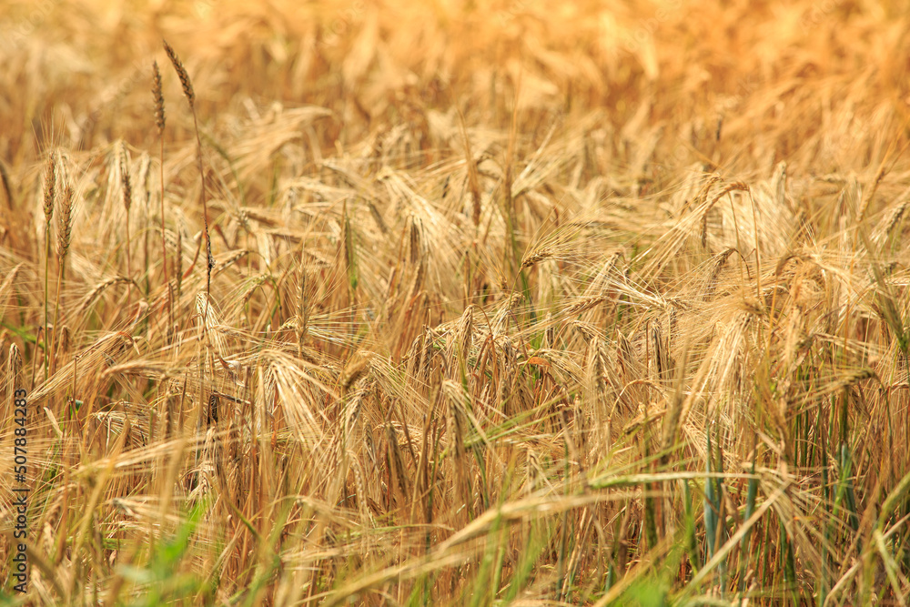 Agriculture. A field with spikelets. A ripening field of wheat. The grain harvest is being prepared for harvesting. Agriculture. A field with spikelets. A ripening field of wheat. The grain harvest is being prepared for harvesting.
