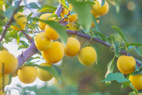 Plum ripens on a tree branch, yellow fruits grow in the garden