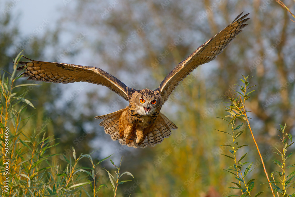 Obraz premium An European Eagle Owl (Bubo bubo) flying over the meadows in the Netherlands.