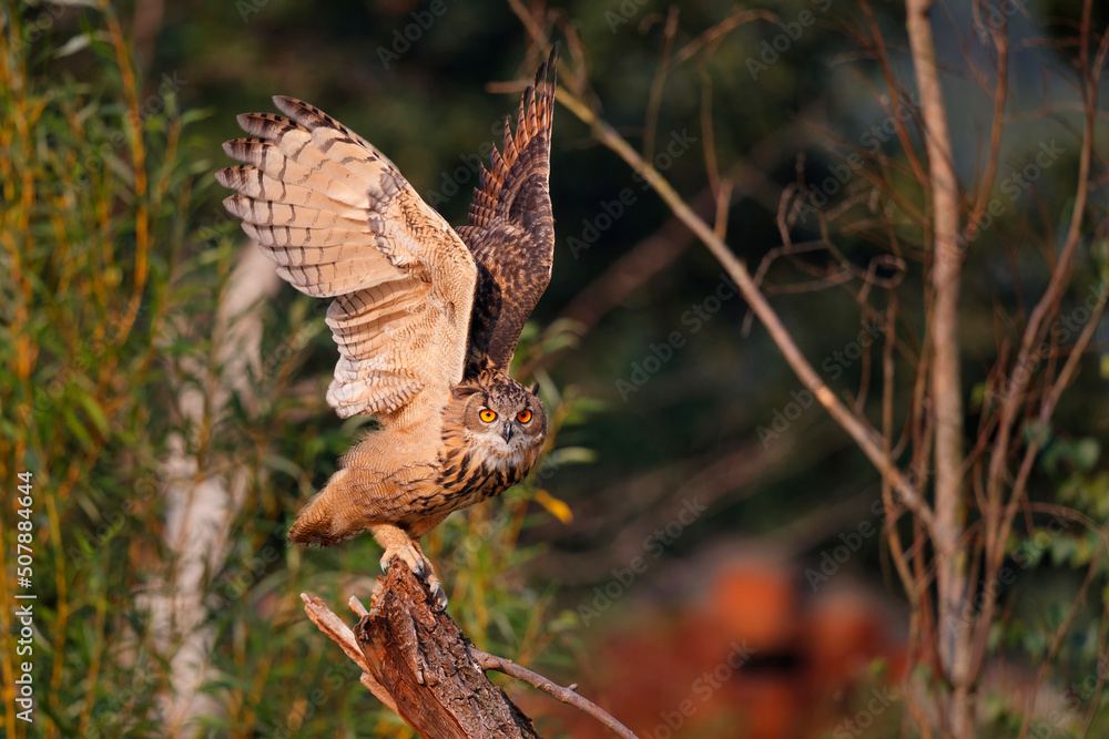 Obraz premium An European Eagle Owl (Bubo bubo) flying over the meadows in the Netherlands.