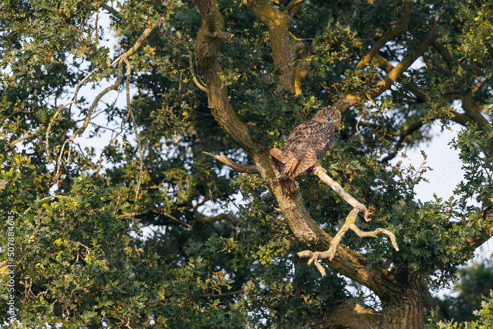 An European Eagle Owl (Bubo bubo) flying over the meadows in the Netherlands. An European Eagle Owl (Bubo bubo) flying over the meadows in the Netherlands.