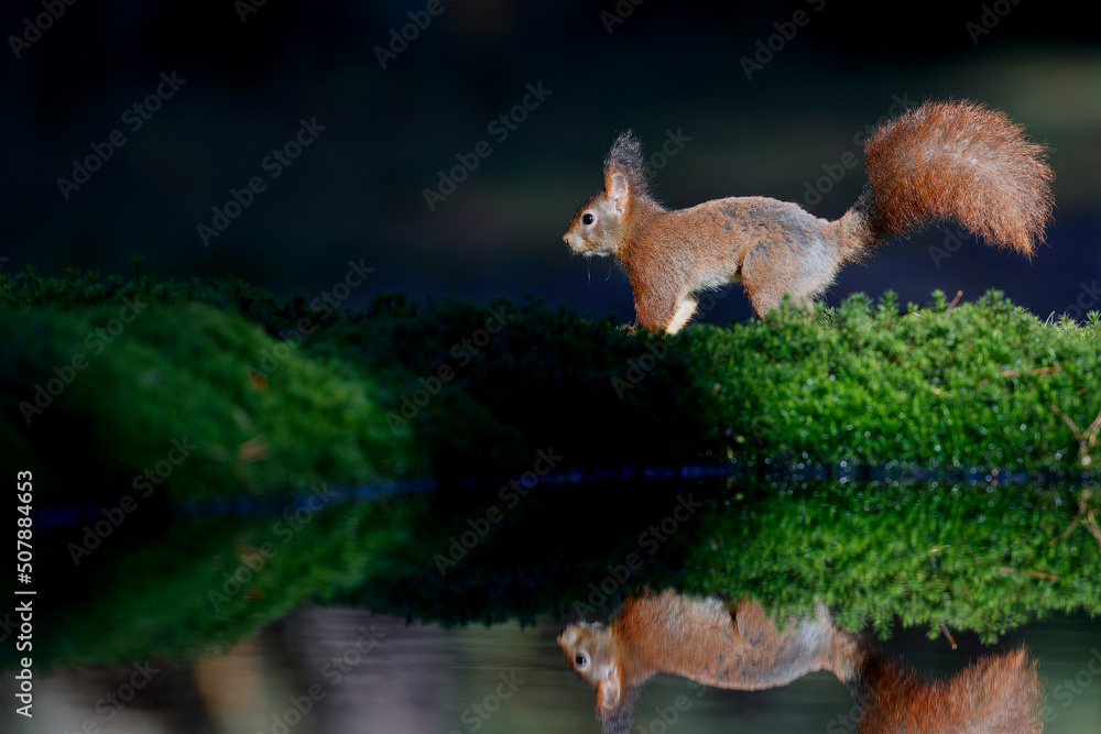 Eurasian red squirrel (Sciurus vulgaris) searching for food in the forest in the Netherlands.