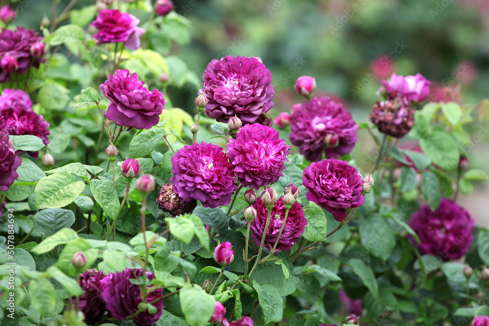 Purple rosa 'Cardinal de Richelieu' in flower Purple rosa 'Cardinal de Richelieu' in flower