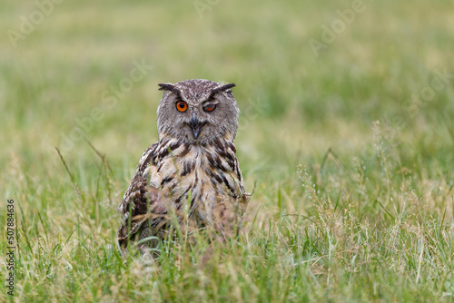 An European Eagle Owl (Bubo bubo) sitting and winking in the meadows in the Netherlands.