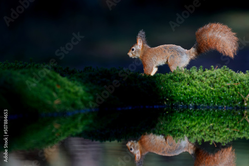 Eurasian red squirrel (Sciurus vulgaris) searching for food in the forest in the Netherlands. © henk bogaard