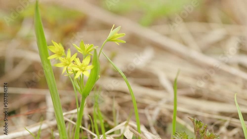 Least gagea gagea minima blooming with small yellow flowers at spring time at the edge of the wild forest. photo